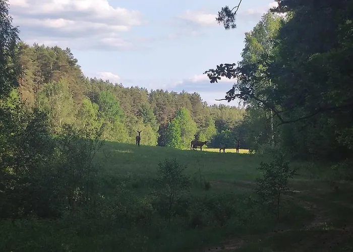 Ostoja Lesna Cisza
